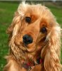 GoldenCockerSpaniel.jpg