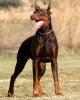 doberman-pinscher-blog-240x300.jpg