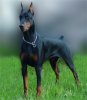 images_breedpics_lgmain-DobermanPincher.jpg