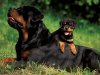 rottweilers.jpg