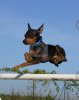 cutcaster-photo-100518533-jumping-pincher-terrier.jpg