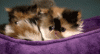 tumblr_lu9dz6ogXk1qb9pa3o1_500.gif