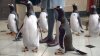 Mr-Poppers-Penguins_07.jpg