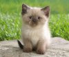 cute_persian_cat_kitten_picture.jpg