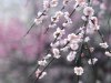 Bloom_Spring.jpg