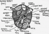 tumblr_lqhvz1WWlr1qa0v77o1_500.gif