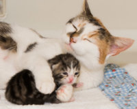 Daisy-and-kittens-1-week-old_6-web.jpg