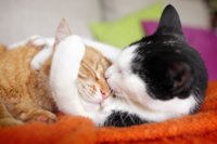 Cats-cuddling-GettyImages-154502253-5887e0e43df78c2ccdb61dc0.jpg