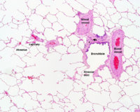 Respiratory_histology_08.jpg