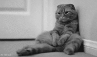 51195c990000000000000000_460.gif