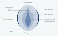 vulva anatomy.jpg