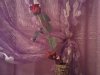 DSC00353.JPG