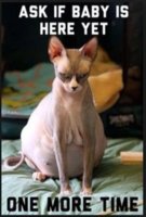 c31a2adf1b933468f40563f13df5e9b0--pregnant-cat--weeks-pregnant.jpg