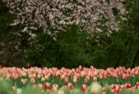 154278-Spring-Rain-And-Tulips (1).gif