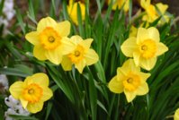 narcis3.jpg