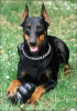 kobe_is_a_doberman_3.png