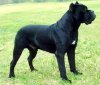 canecorso_black.jpg