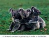 cutekoalas.jpg