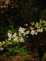 IMG_20190306_224204.jpg