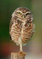 owl-standing-on-one-foot.jpg