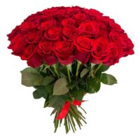 51-red-roses.jpg