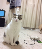 Capture.PNG1.PNG
