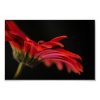 red_macro_gerbera_flower_poster-r09ca9ffc81aa40cda001349f91e7b0c9_wvz_400_large.jpg