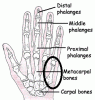 hand-diagram.gif