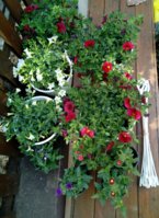 IMG_20190420_210258.jpg