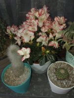 20190503_180026.jpg