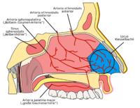 Locus_Kiesselbachii_Shematic.svg.png