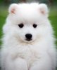 samoyed_03.jpg