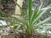 DSC00606.JPG