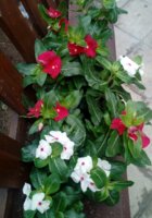 IMG_20190712_131144.jpg