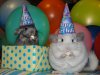 Birthday_Chinchillas_Wallpaper_pj5ot.jpg