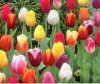 muti-hued-tulips.jpg.pagespeed.ce.RavJQWVFBN.jpg