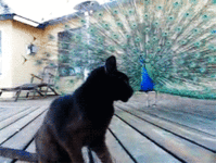 tumblr_mbte2c3VC71r2wrwho3_250 (1).gif