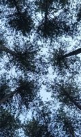 Screenshot_20190727_151314.jpg