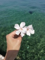 IMG_20190727_121344.jpg
