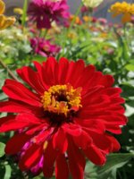 IMG_20190729_095725.jpg