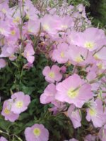 20190524_142738.jpg