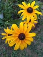 IMG_20190817_175338634.jpg