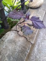 IMG_20190822_080844090.jpg