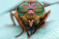 35252462-eyes-of-an-insect-portrait-of-a-gadfly-hybomitra-horse-fly-head-closeup.jpg