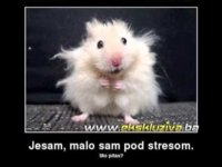 stres.jpg