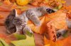 autumn,kitten,leaves,sleep,cat,nature-424e949ef1761ec14ac6fba865d13f37_h.jpg