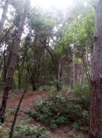 IMG_20191011_121948.jpg