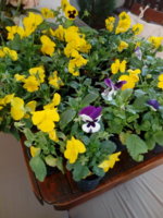 IMG_20191020_102911.jpg