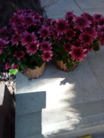 IMG_20191022_134847.jpg