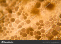 depositphotos_186207024-stock-photo-apple-cells-microscope.jpg